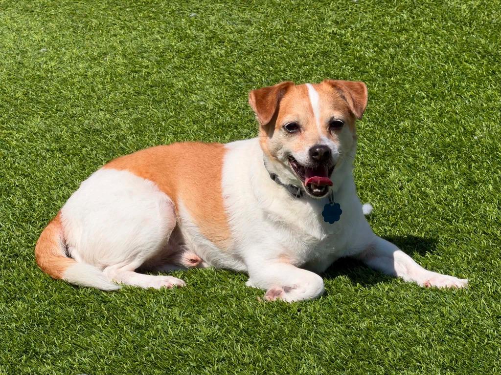 Benji, adoptable, Adult Male Chihuahua & Corgi.