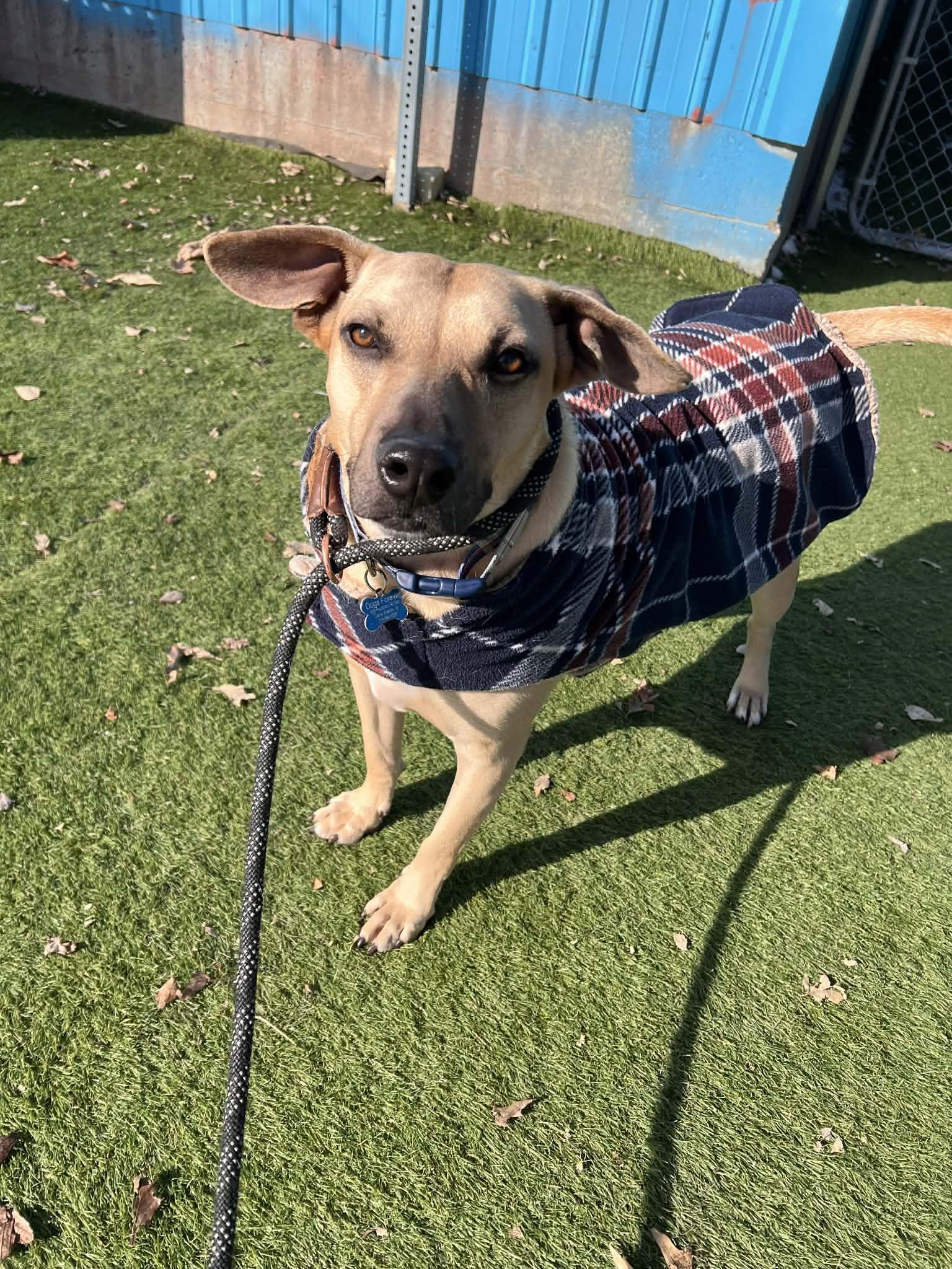 Enlarge Jack, a Adoptable mixed breed in Cedar Rapids, IA image 4/6