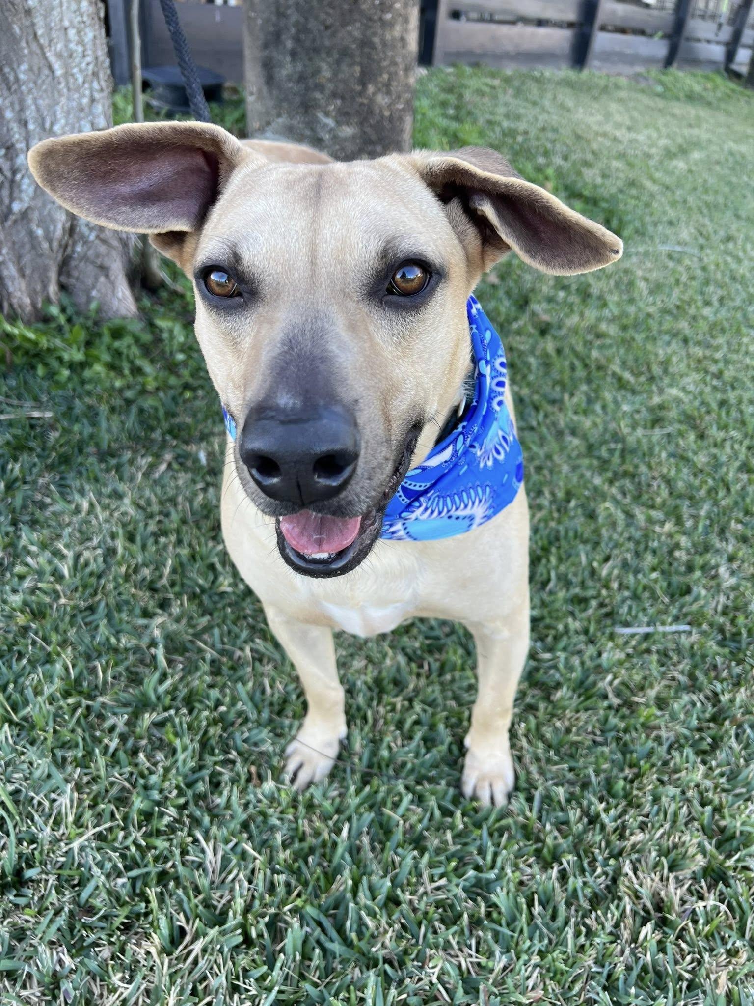 Enlarge Jack, a Adoptable mixed breed in Cedar Rapids, IA image 2/6