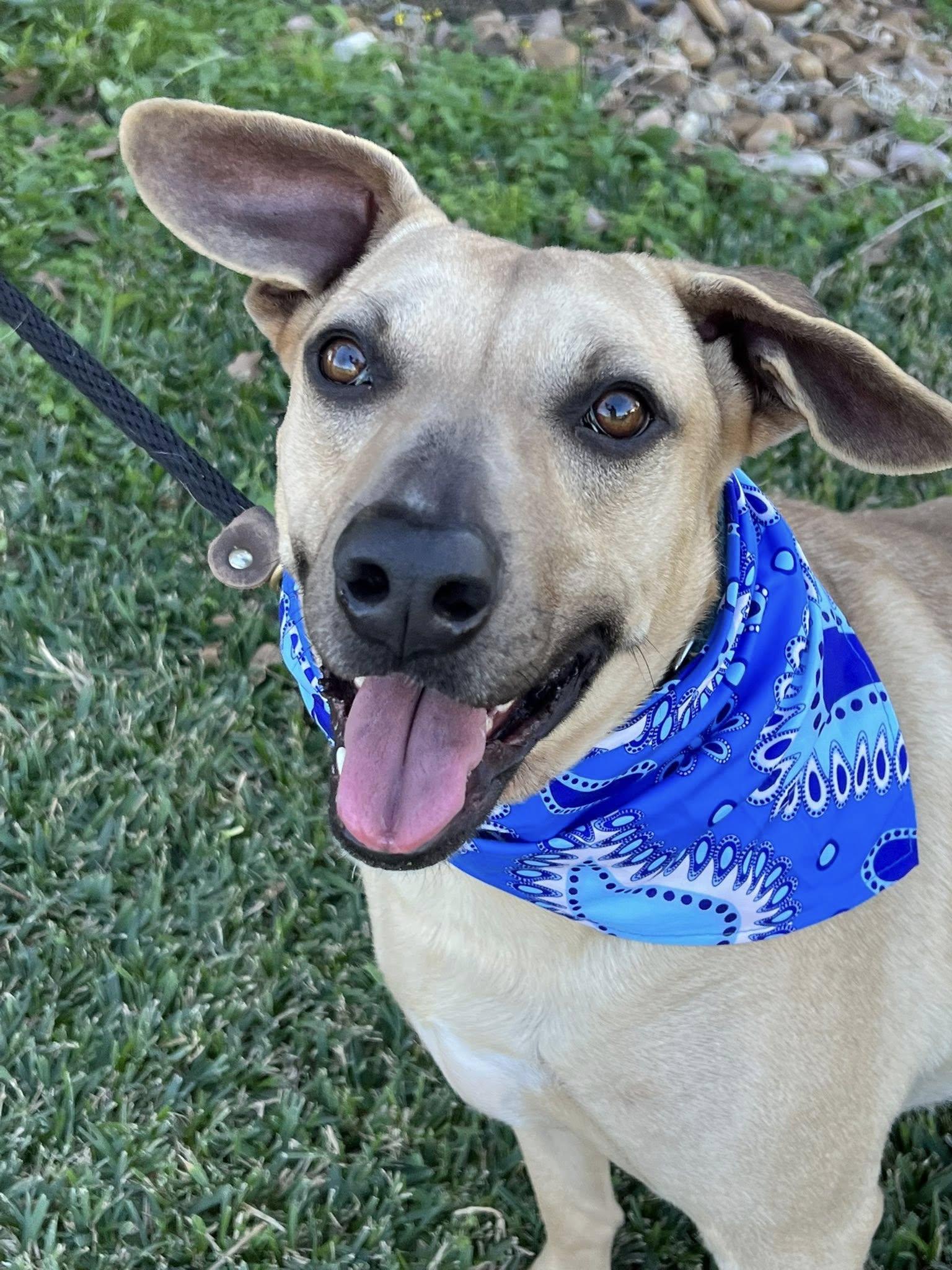 Enlarge Jack, a Adoptable mixed breed in Cedar Rapids, IA image 1/6