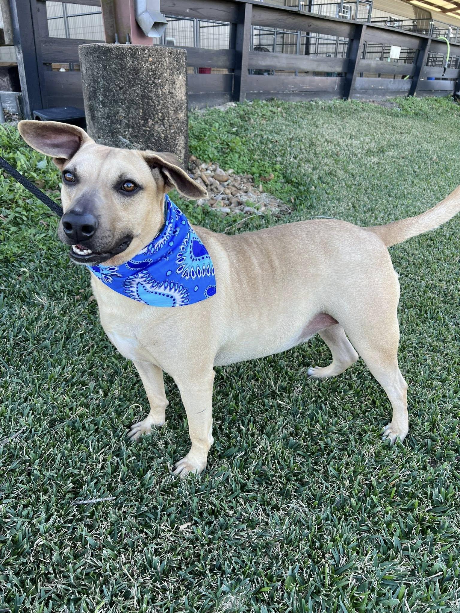 Enlarge Jack, a Adoptable mixed breed in Cedar Rapids, IA image 5/6