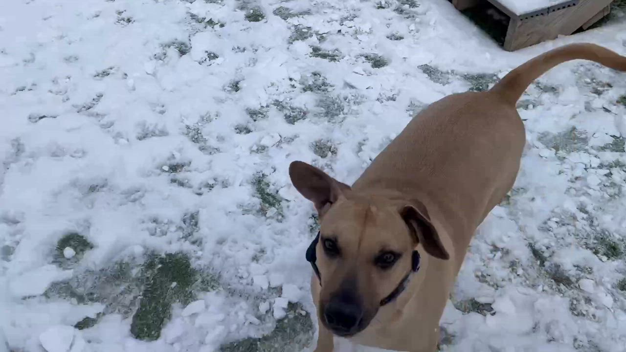 Enlarge Jack, a Adoptable mixed breed in Cedar Rapids, IA video 3/6