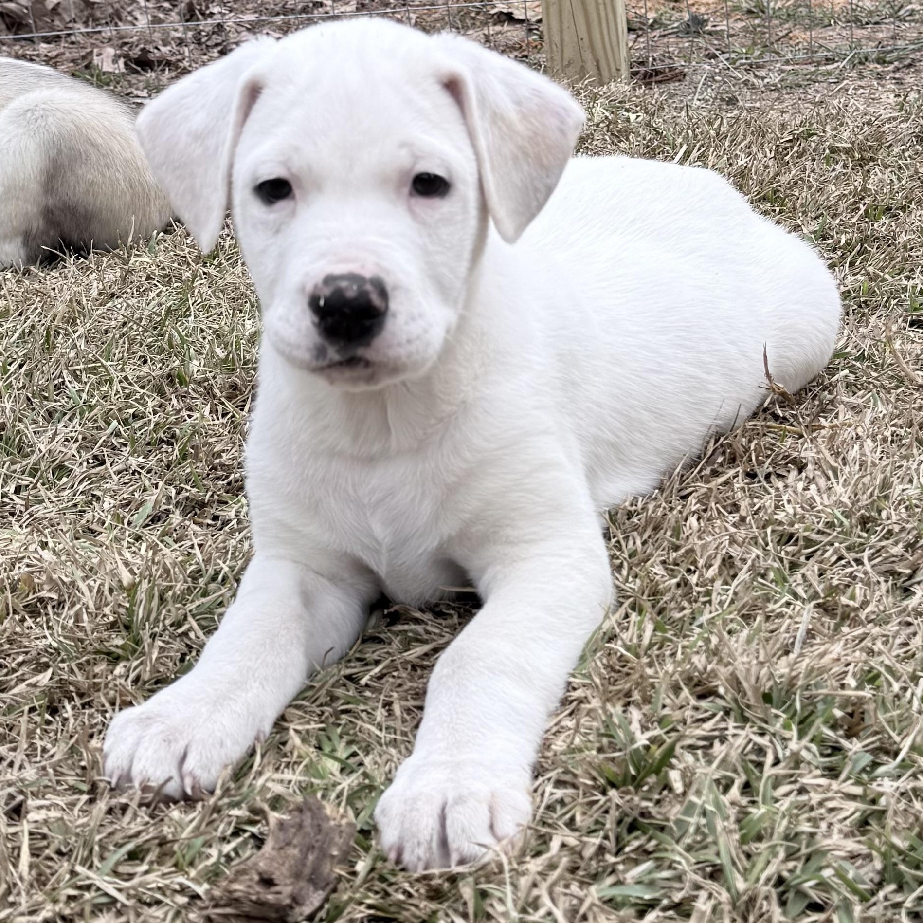 Enlarge Oscar, an adopted mixed breed in Wytheville, VA image 1/6