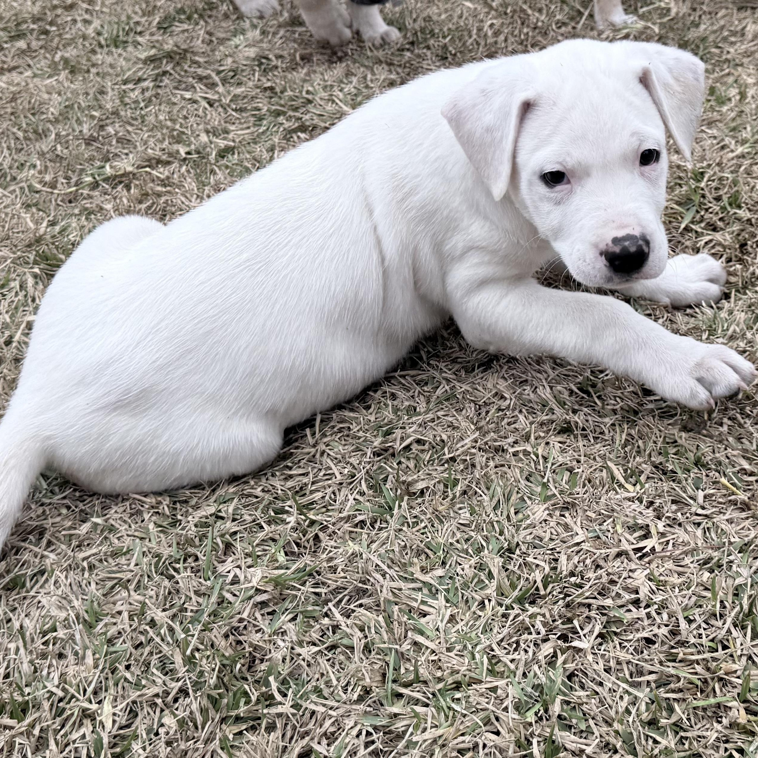 Enlarge Oscar, an adopted mixed breed in Wytheville, VA image 4/6