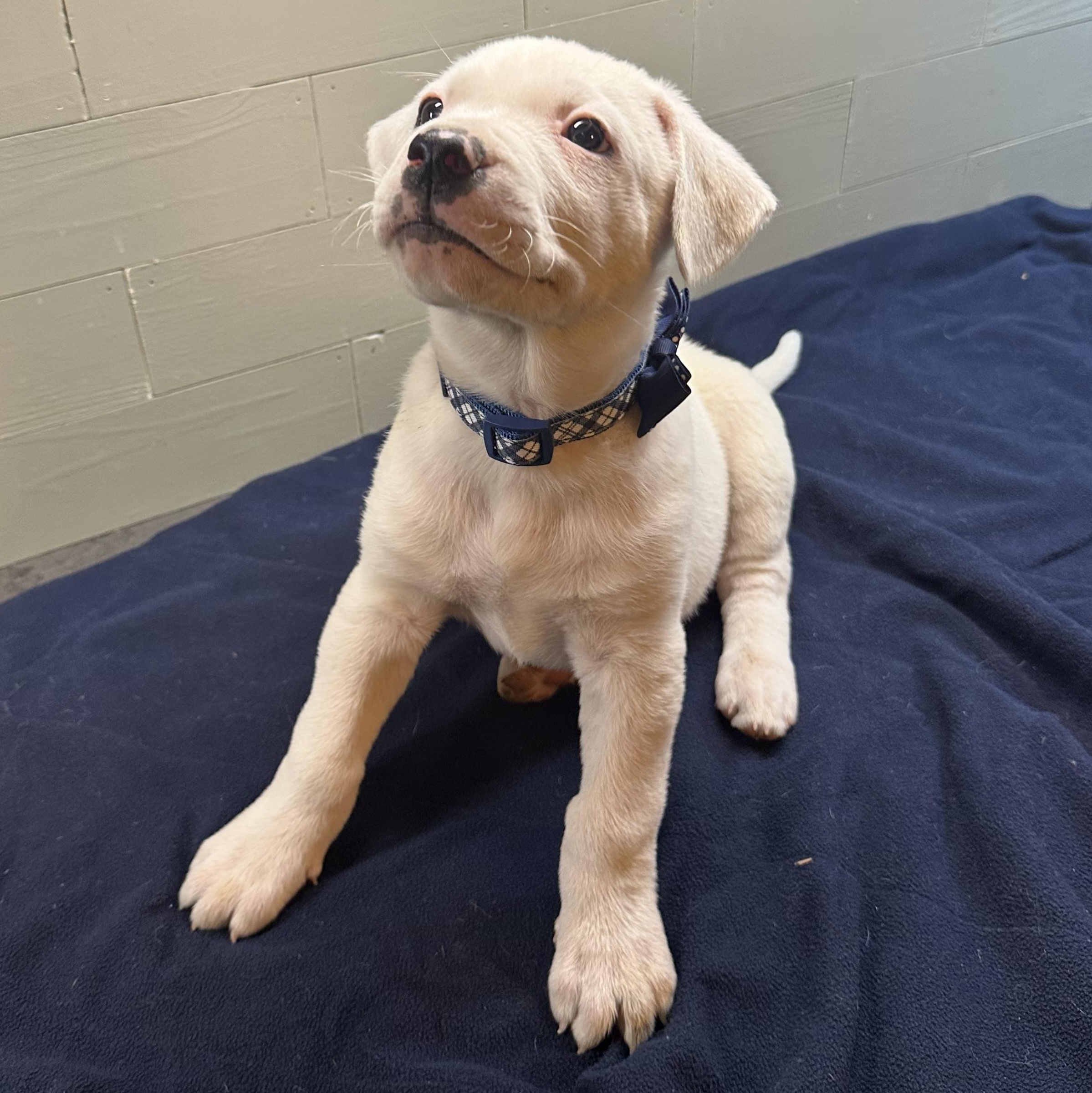 Enlarge Oscar, an adopted mixed breed in Wytheville, VA image 2/6