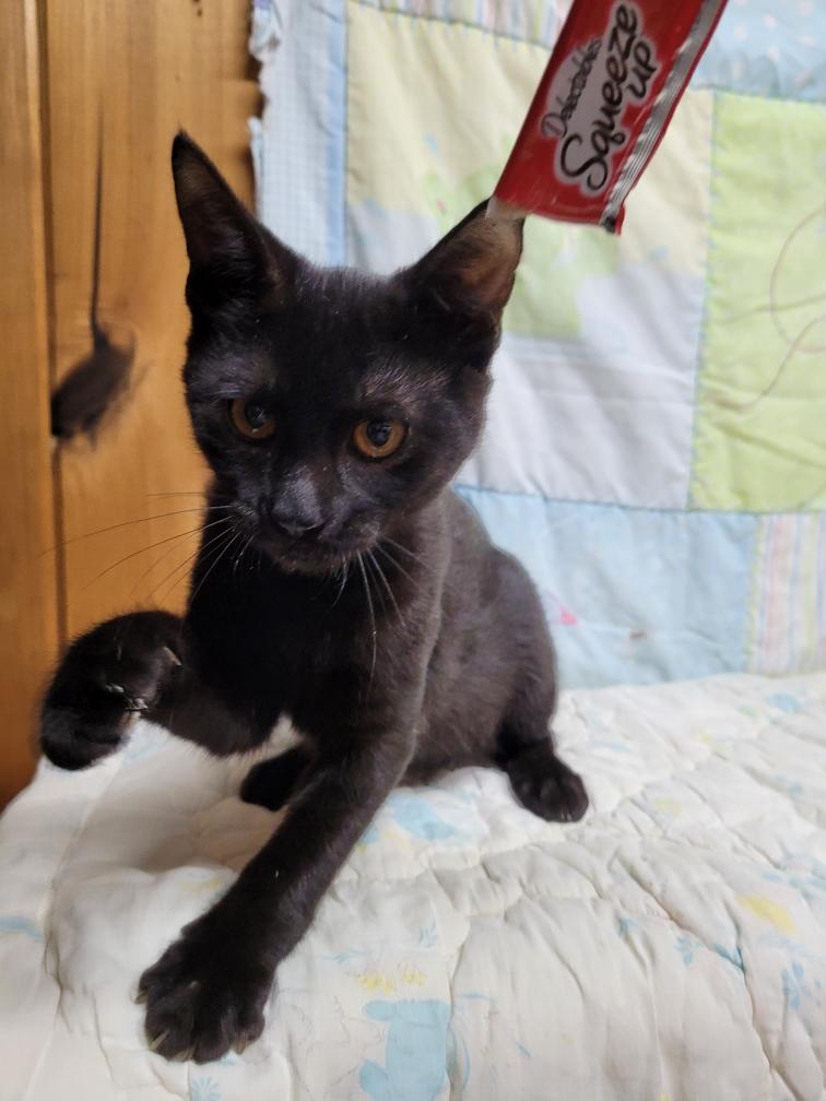 Cat for adoption **EMORY**, a Domestic Short Hair in Hattiesburg, MS