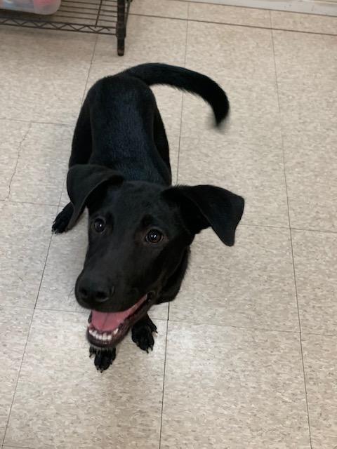 Enlarge Stormy, a ADOPTABLE mixed breed in Fair Oaks Ranch, TX image 4/4
