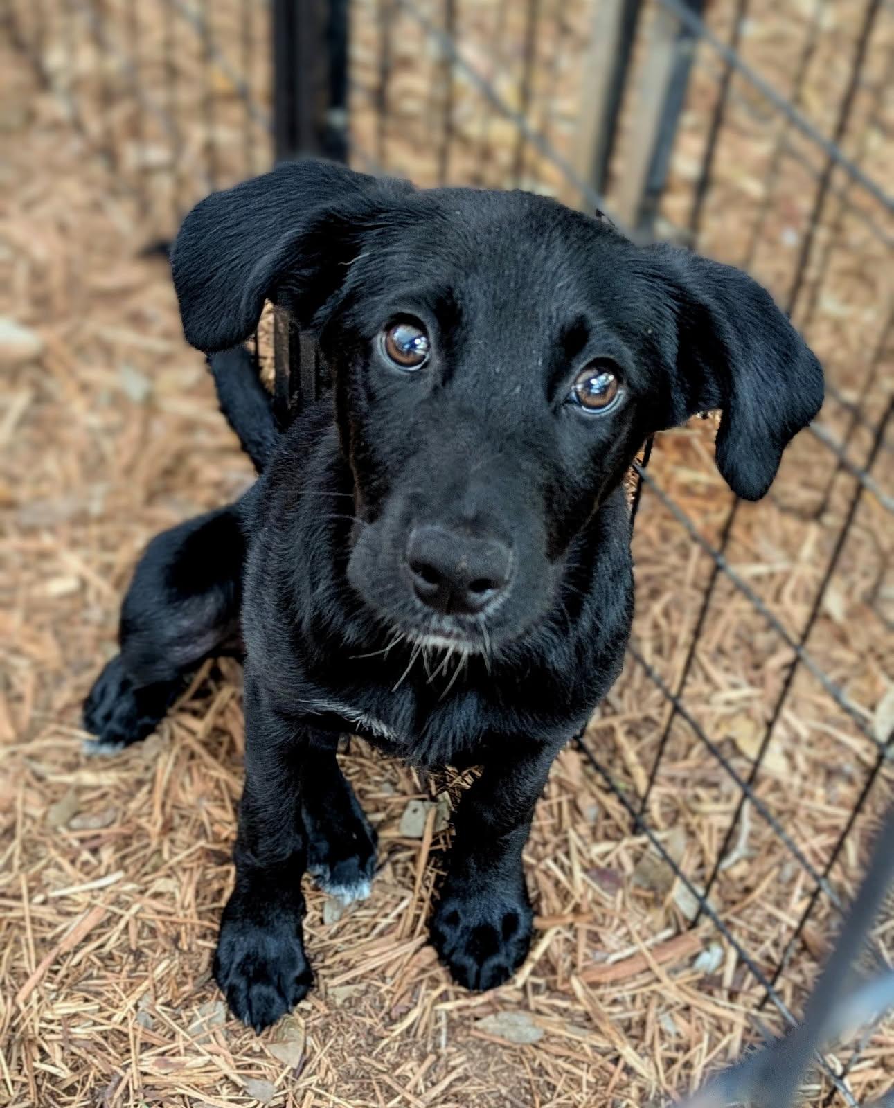 Stormy, a ADOPTABLE mixed breed in Fair Oaks Ranch, TX image 1/5