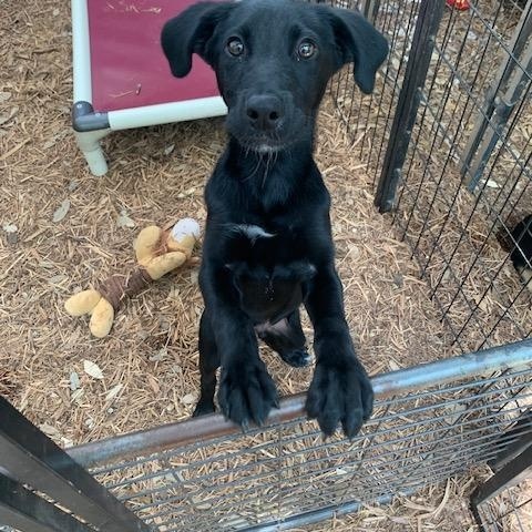 Stormy, a ADOPTABLE mixed breed in Fair Oaks Ranch, TX image 3/5