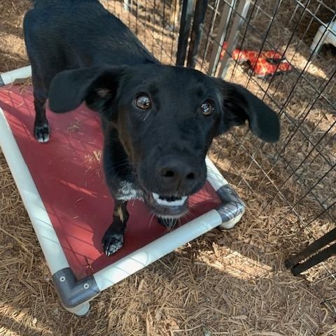 Enlarge Stormy, a ADOPTABLE mixed breed in Fair Oaks Ranch, TX image 6/6