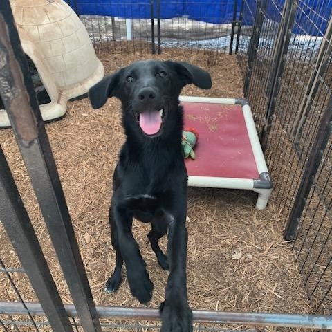 Enlarge Stormy, a ADOPTABLE mixed breed in Fair Oaks Ranch, TX image 5/6