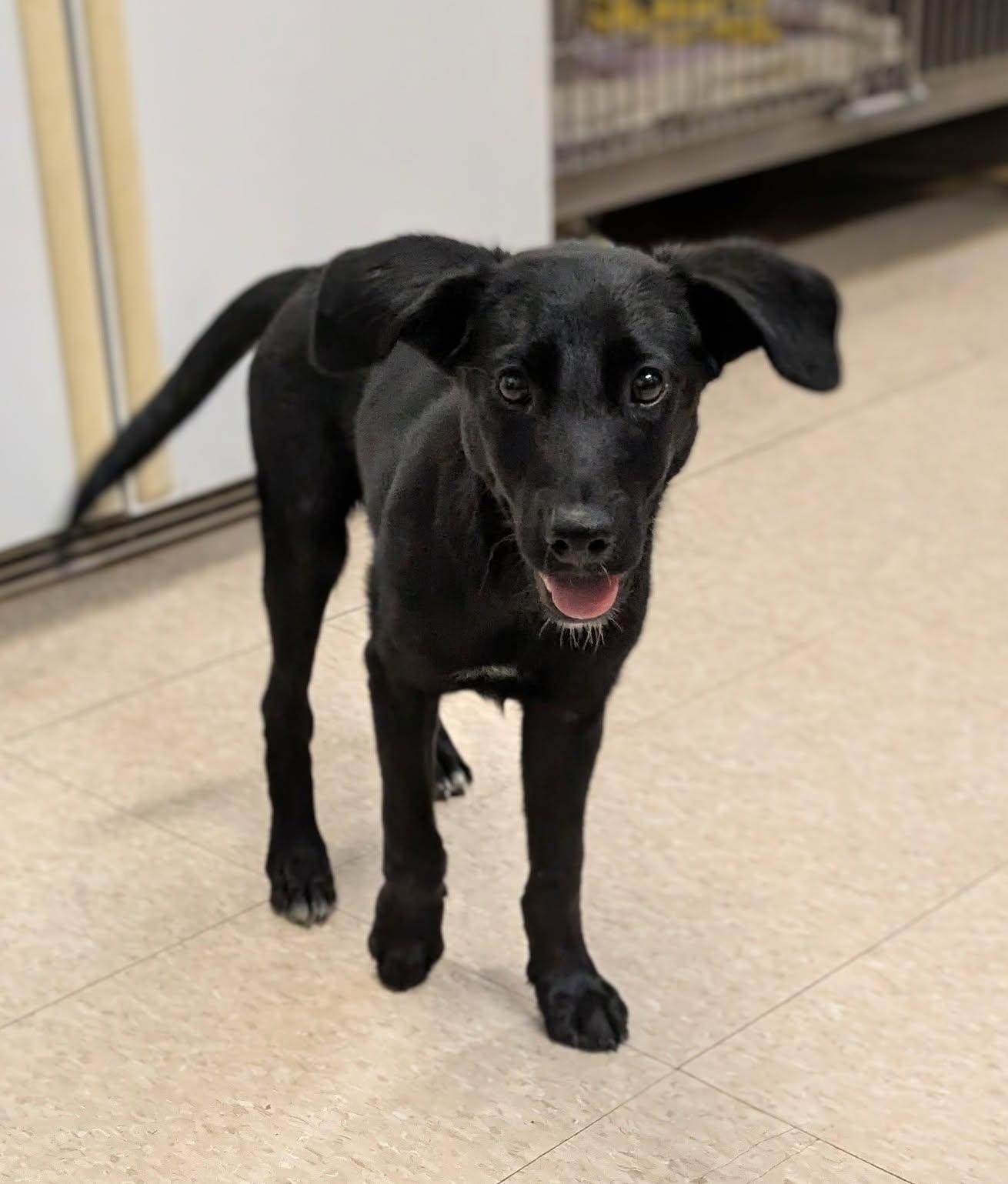 Stormy, a ADOPTABLE mixed breed in Fair Oaks Ranch, TX image 2/5