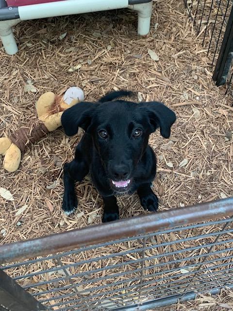 Stormy, a ADOPTABLE mixed breed in Fair Oaks Ranch, TX image 4/5
