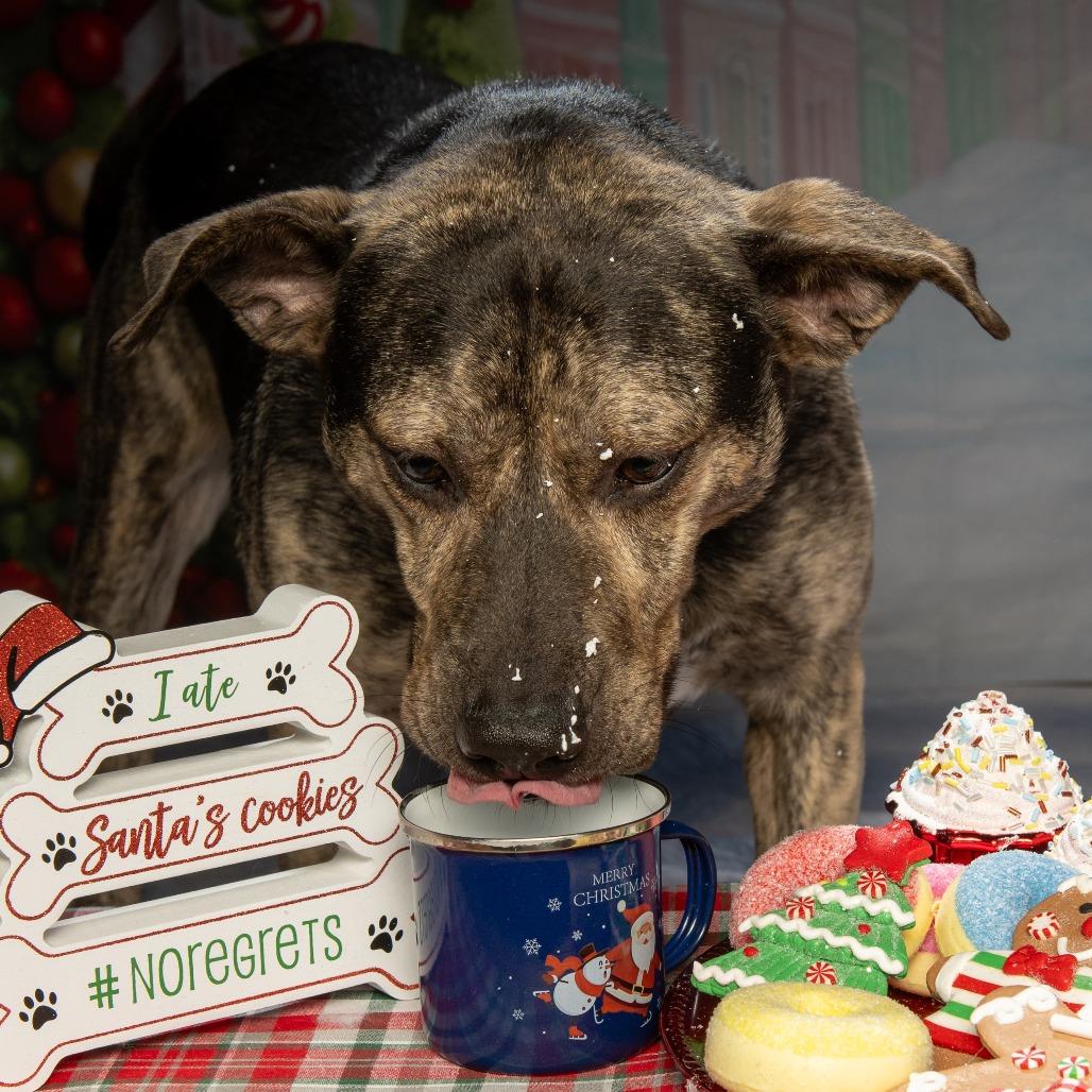 Lennon, a Adoptable Mixed Breed in Sparks, NV image 1/6