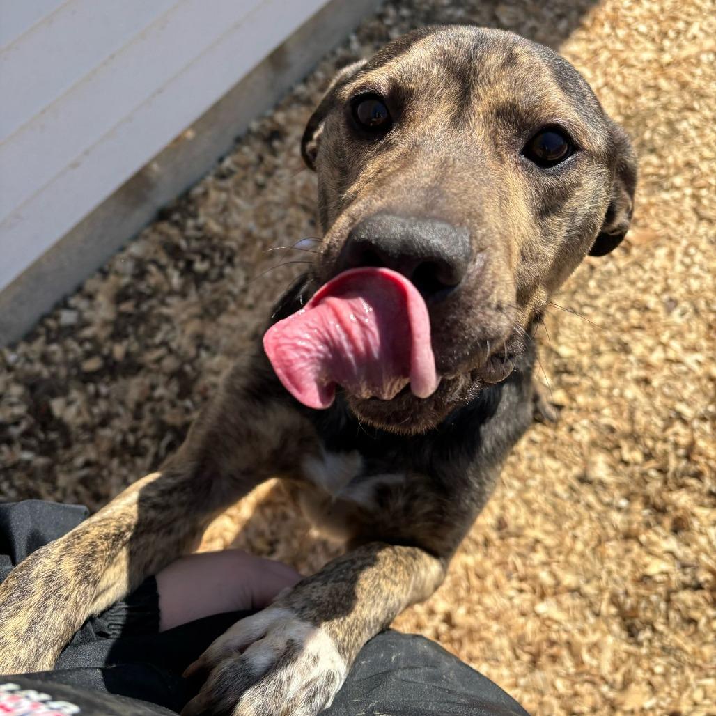 Lennon, a Adoptable Mixed Breed in Sparks, NV image 2/6