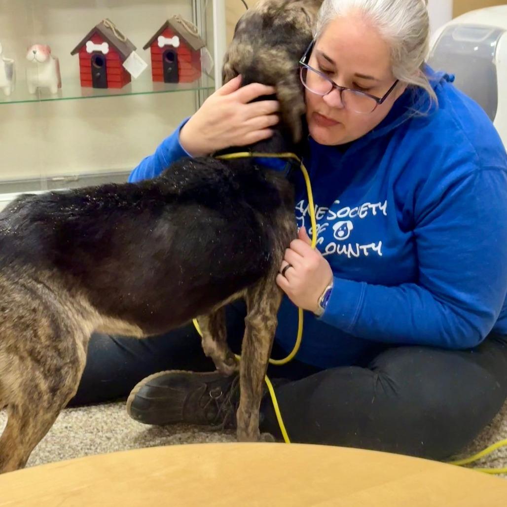 Lennon, a Adoptable Mixed Breed in Sparks, NV image 3/6