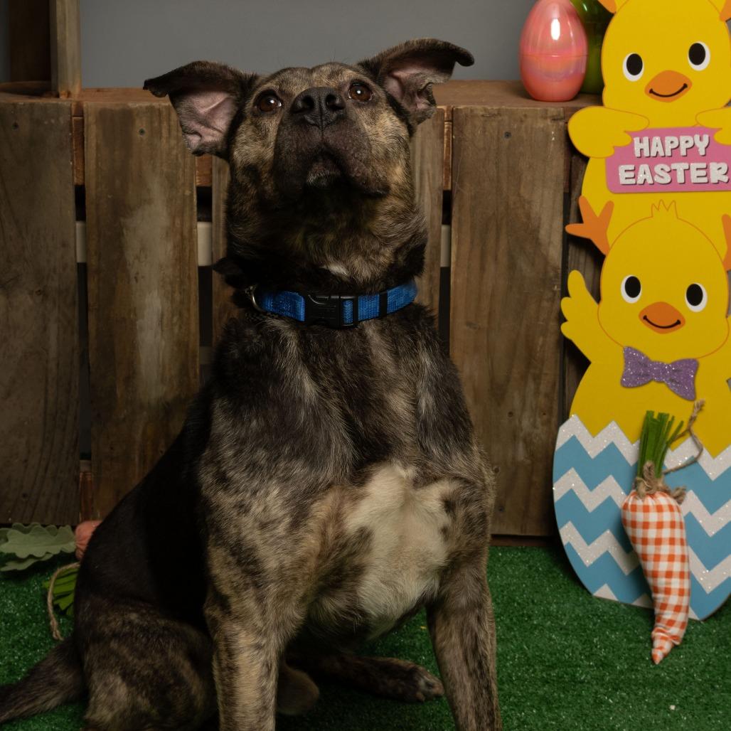 Lennon, a Adoptable Mixed Breed in Sparks, NV image 4/6