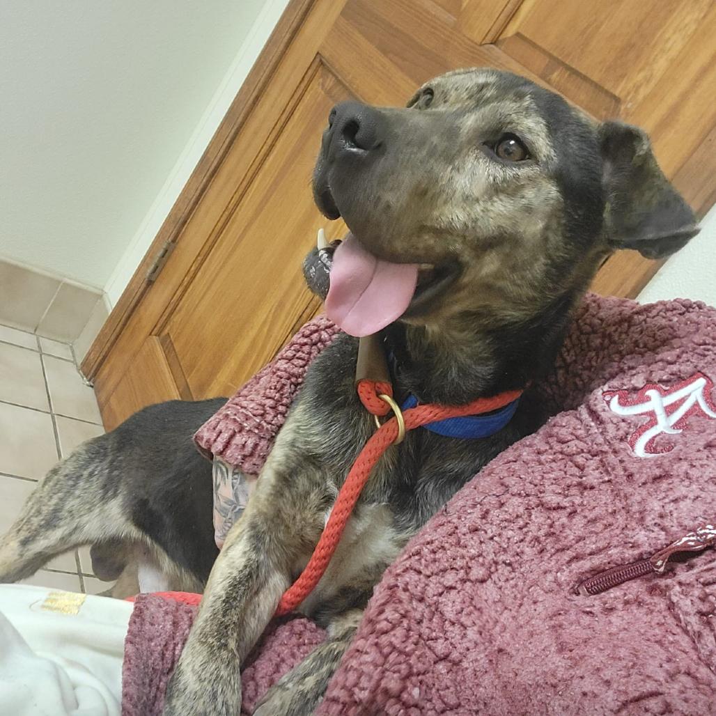 Lennon, a Adoptable Mixed Breed in Sparks, NV image 5/6