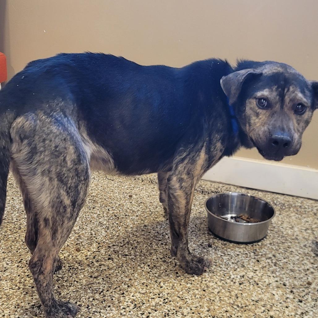 Lennon, a Adoptable Mixed Breed in Sparks, NV image 6/6