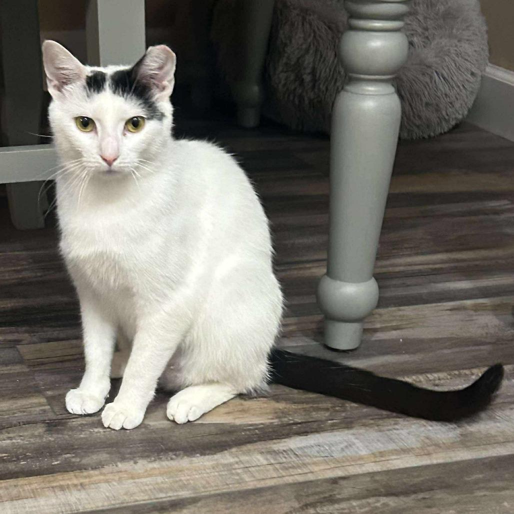 Esme, Adoptable, Adult Female Domestic Short Hair.