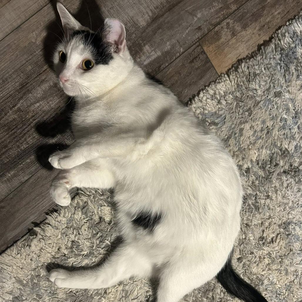 Enlarge Esme, a Adoptable Domestic Short Hair in Middletown, OH image 4/5