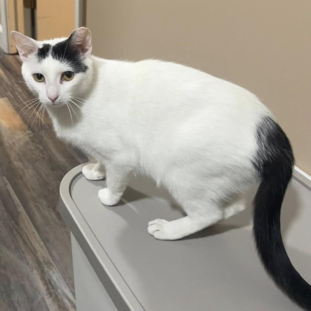 Enlarge Esme, a Adoptable Domestic Short Hair in Middletown, OH image 5/5