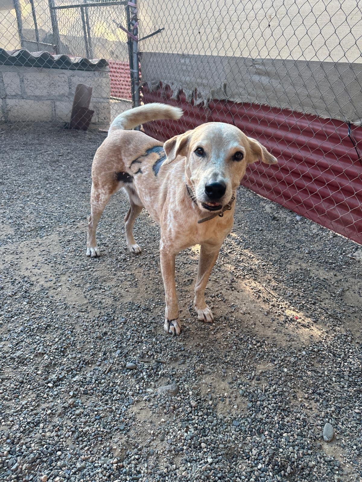 Enlarge Phoenix, a Adoptable Mixed Breed in Portland, OR image 3/6