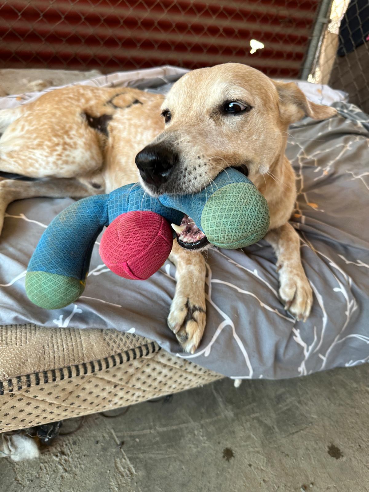 Enlarge Phoenix, a Adoptable Mixed Breed in Portland, OR image 1/6