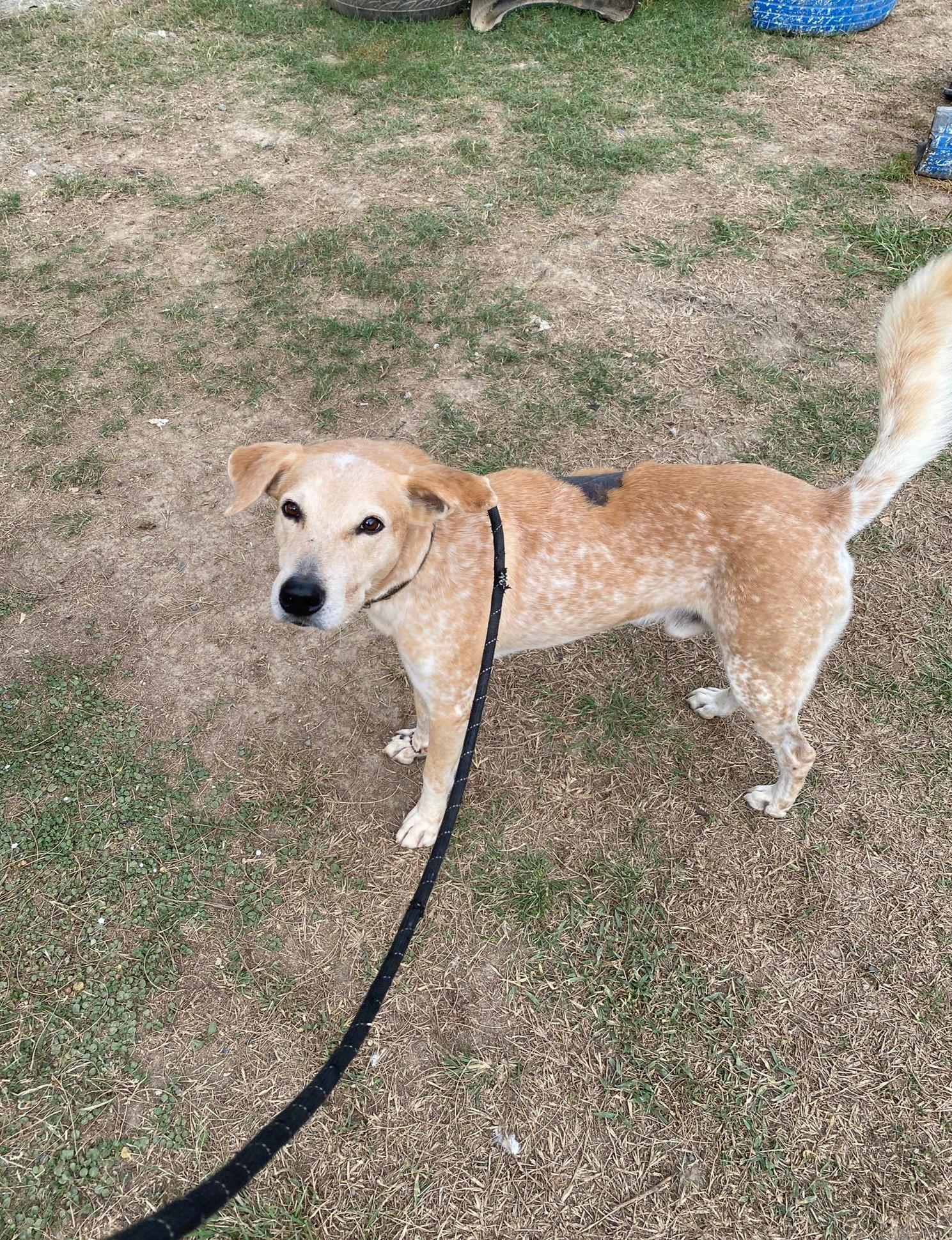 Enlarge Phoenix, a Adoptable Mixed Breed in Portland, OR image 2/6