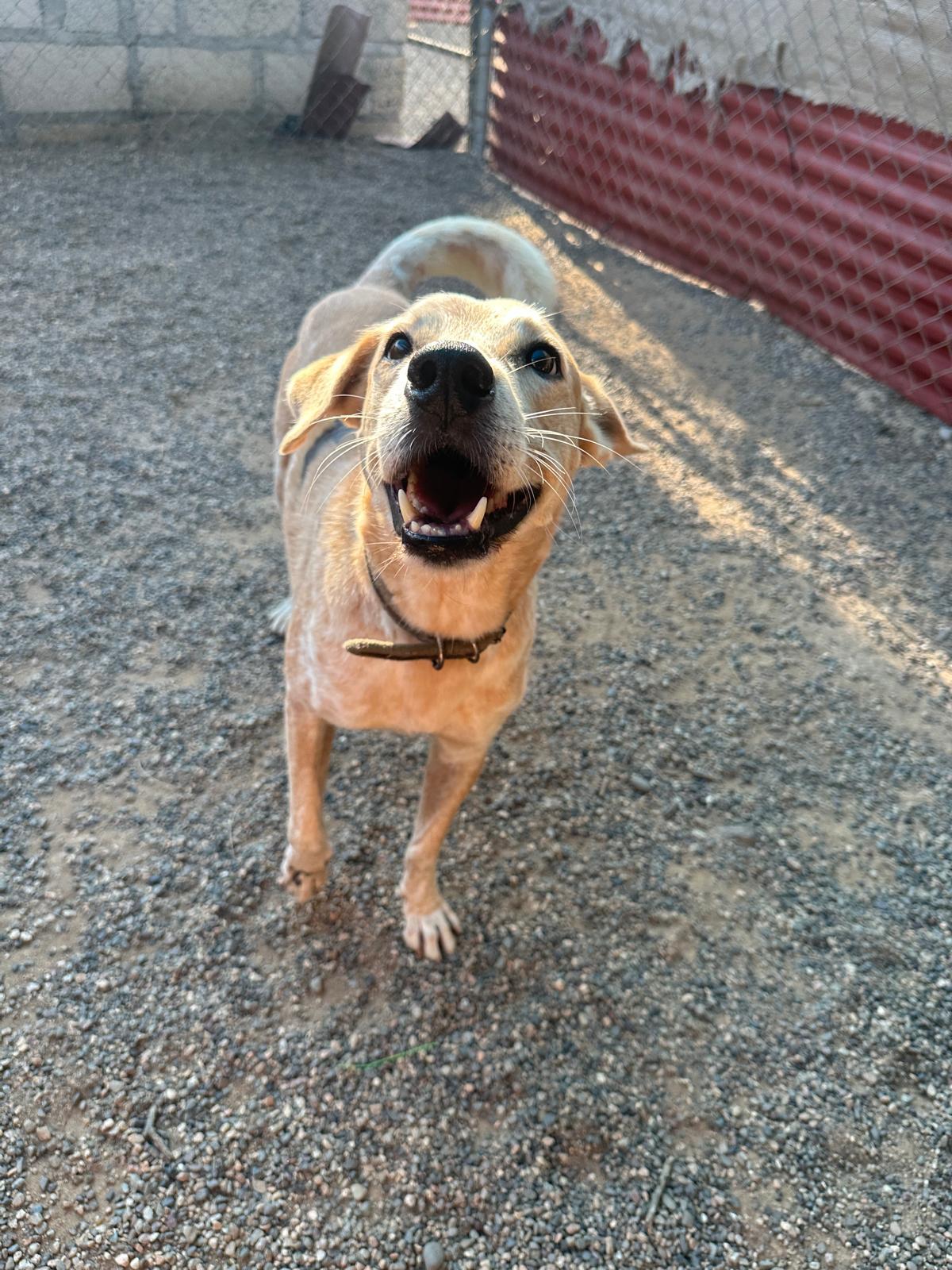 Enlarge Phoenix, a Adoptable Mixed Breed in Portland, OR image 4/6