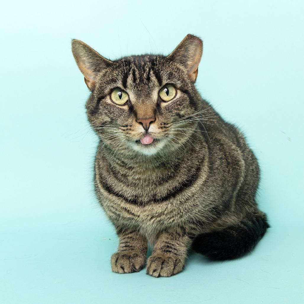 Jasmine, Adoptable, Adult Female American Shorthair.