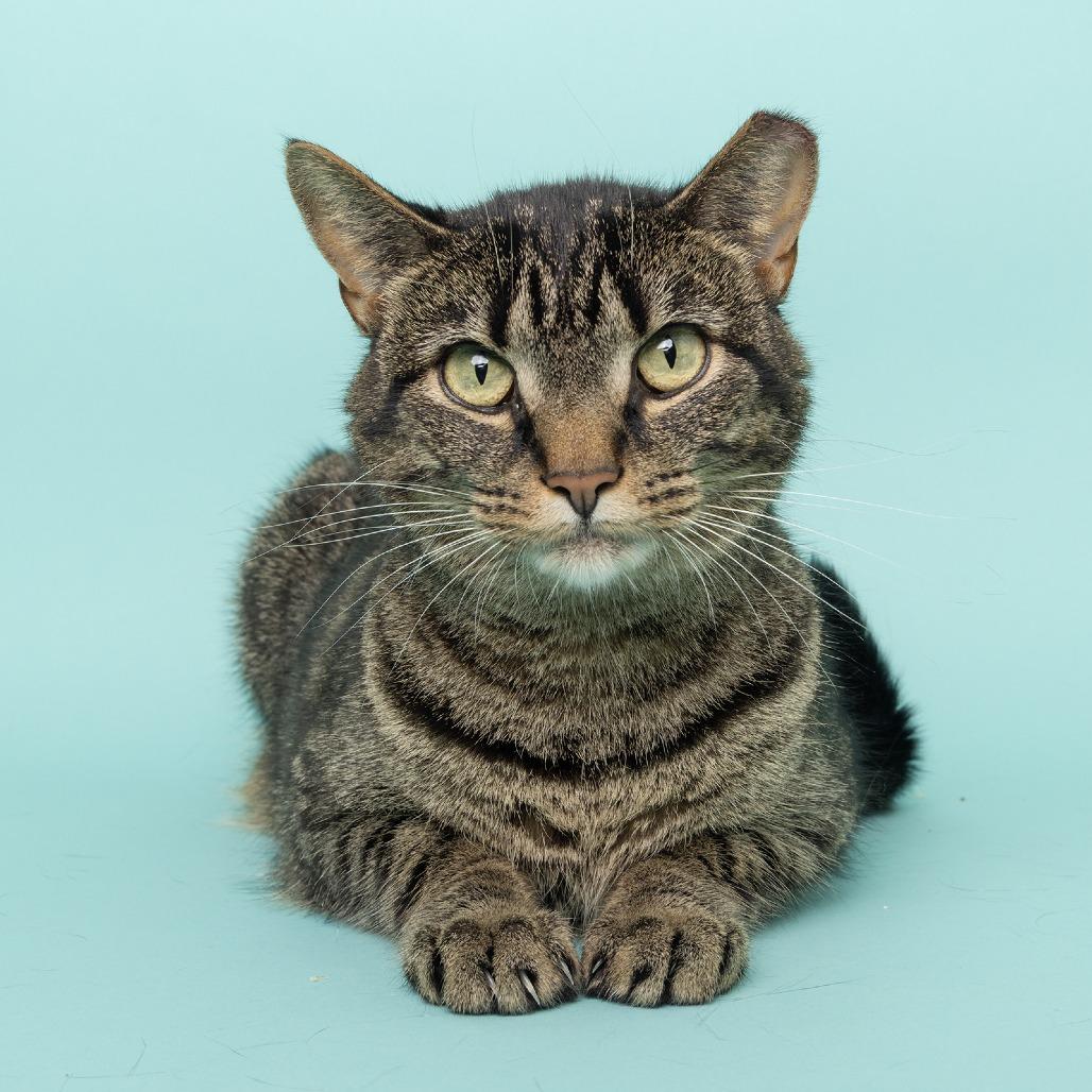 Enlarge Jasmine, a Adoptable American Shorthair in Franklin, TN image 2/4