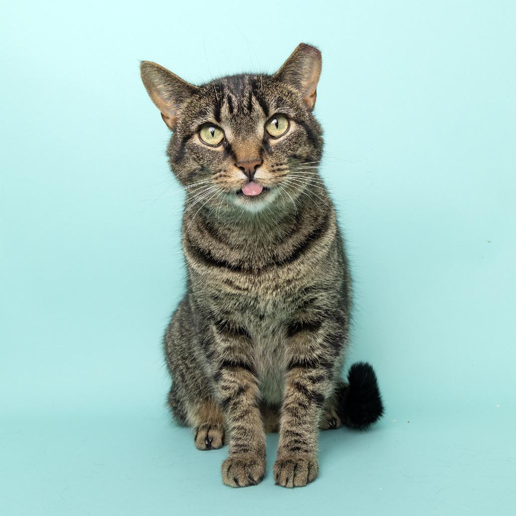 Enlarge Jasmine, a Adoptable American Shorthair in Franklin, TN image 3/4
