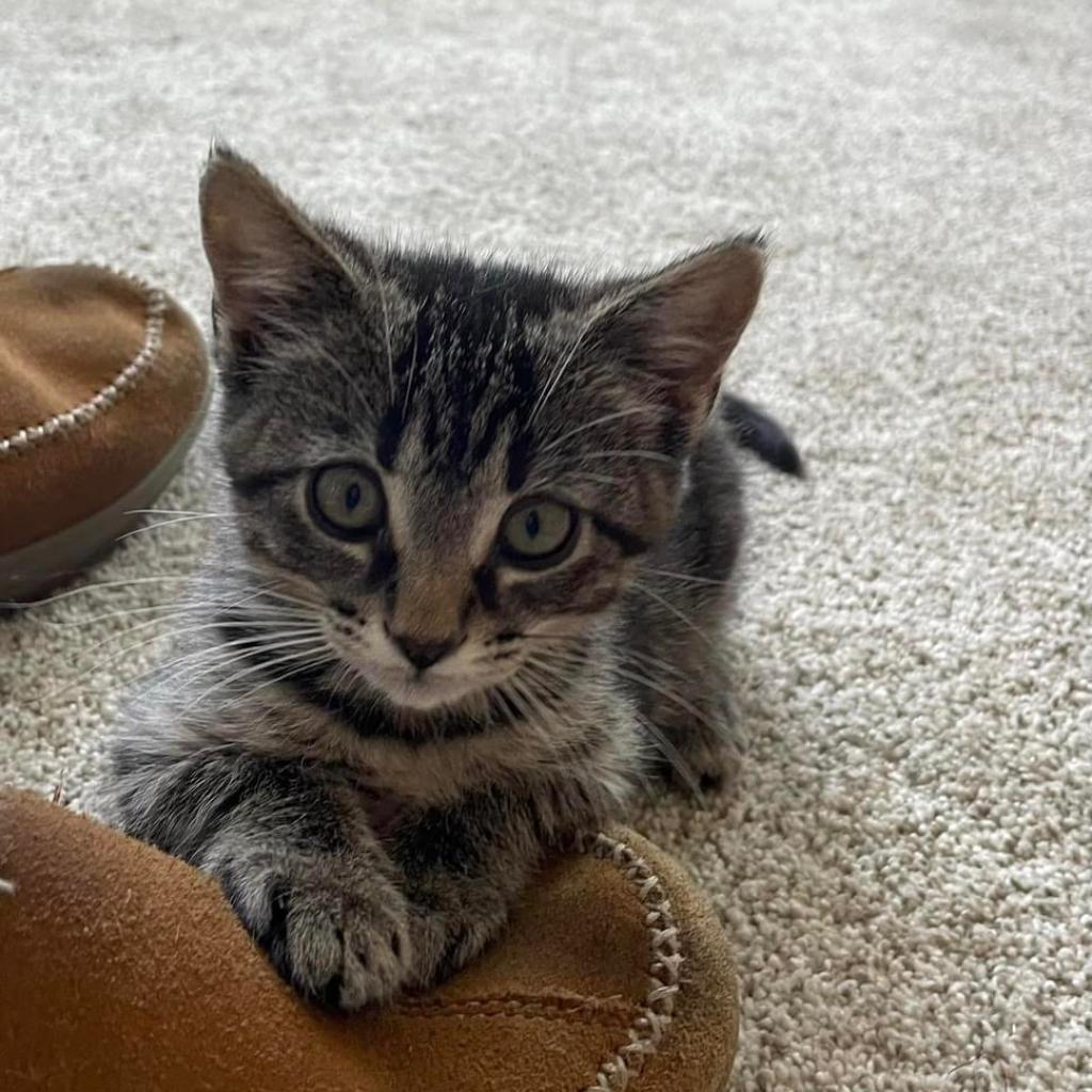 Enlarge Jasmine, a Adoptable American Shorthair in Franklin, TN image 4/4
