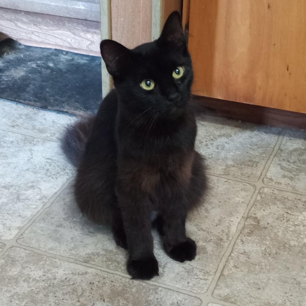 Enlarge Chica, a Adoptable Domestic Medium Hair in Coos Bay, OR image 1/2