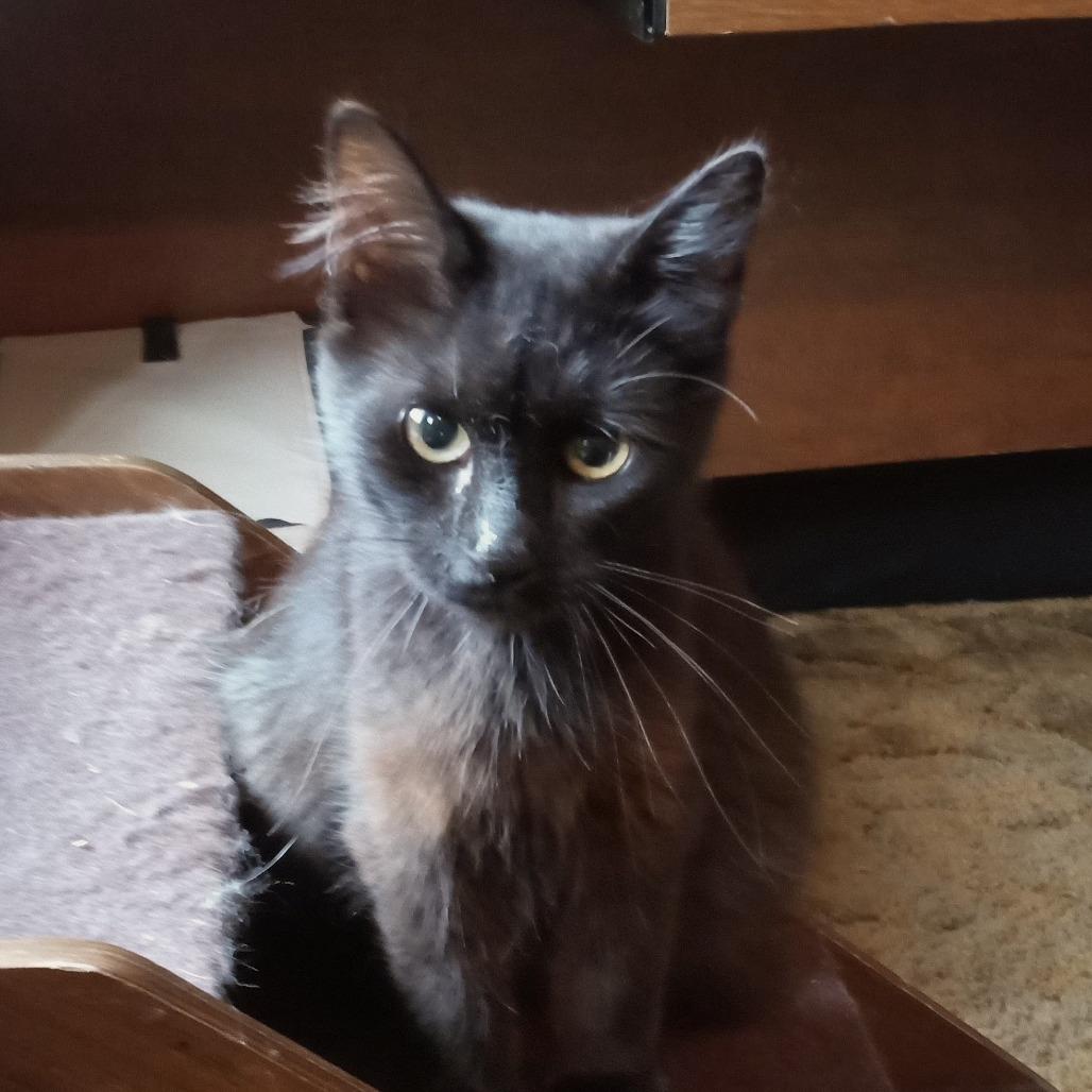 Enlarge Chica, a Adoptable Domestic Medium Hair in Coos Bay, OR image 2/2
