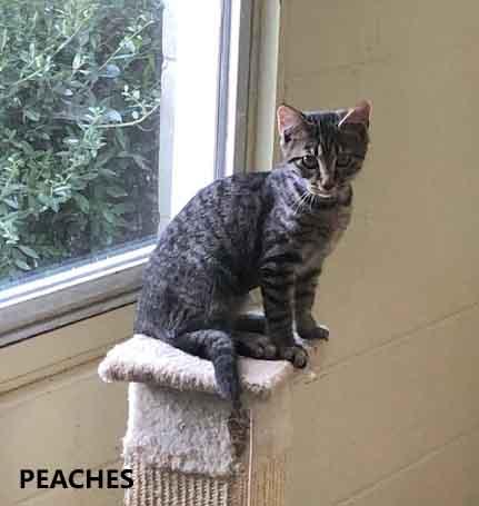 Peaches