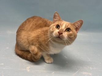 Milo, Adoptable, Adult Male Domestic Short Hair & Domestic Short Hair.