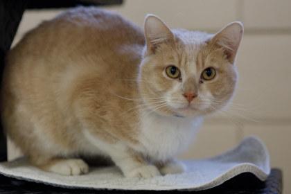 Enlarge Milo, a Adoptable mixed breed in Coon Rapids, MN image 2/3