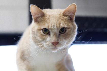 Enlarge Milo, a Adoptable mixed breed in Coon Rapids, MN image 3/3