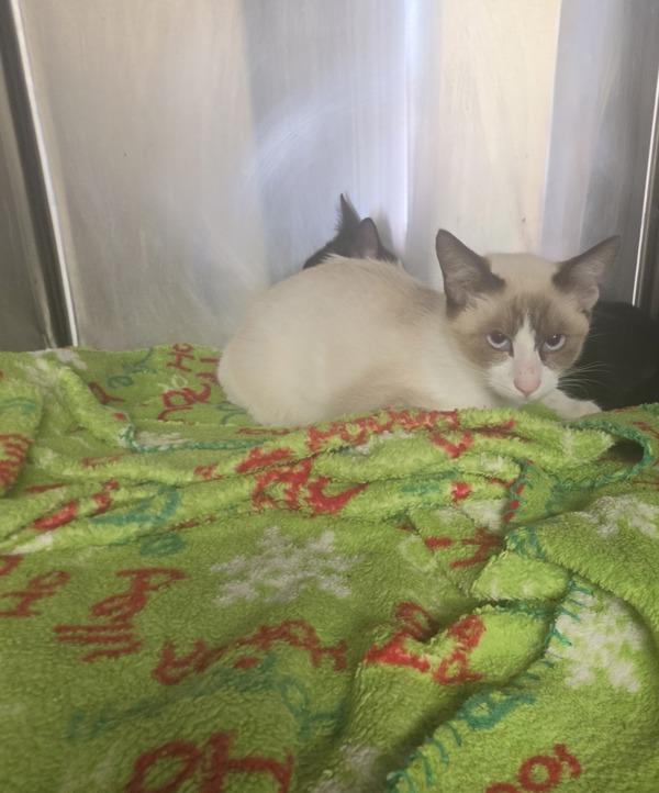 Moonlight, Adoptable, Kitten Female Domestic Short Hair & Siamese.