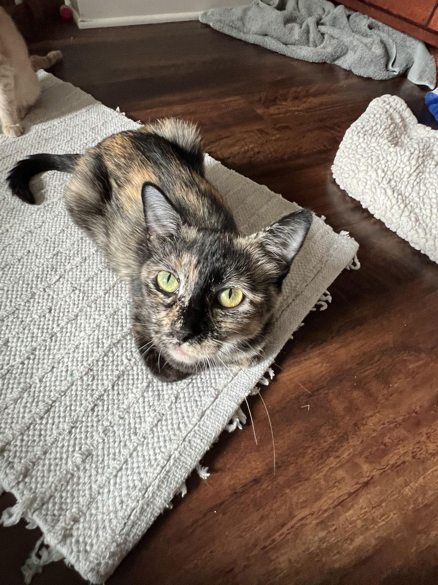 Enlarge Mama -PA, a Adoptable Domestic Short Hair in Council Bluffs, IA image 1/1