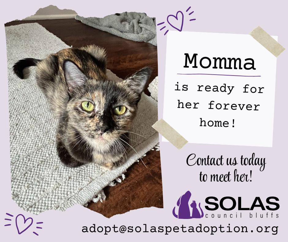 Enlarge Momma  --  CComaha, a Adoptable Domestic Short Hair in Council Bluffs, IA image 2/2