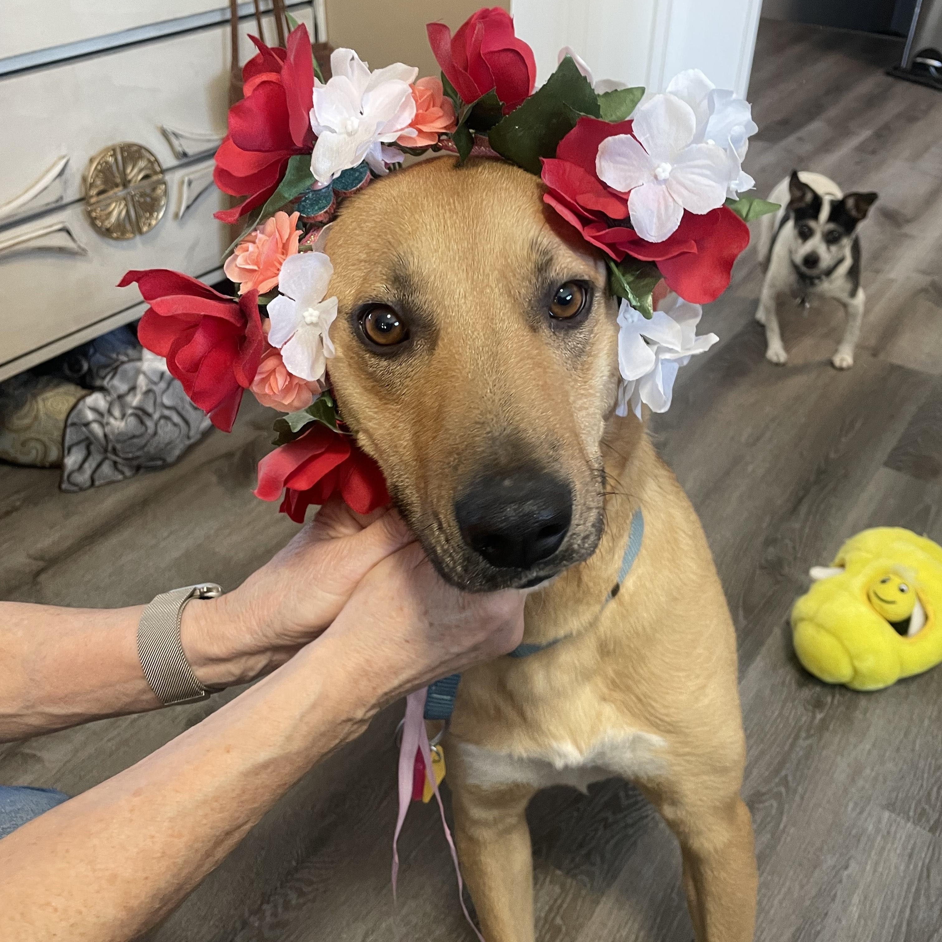 Enlarge Raisin, an adopted Mixed Breed in Saskatoon, SK image 5/6