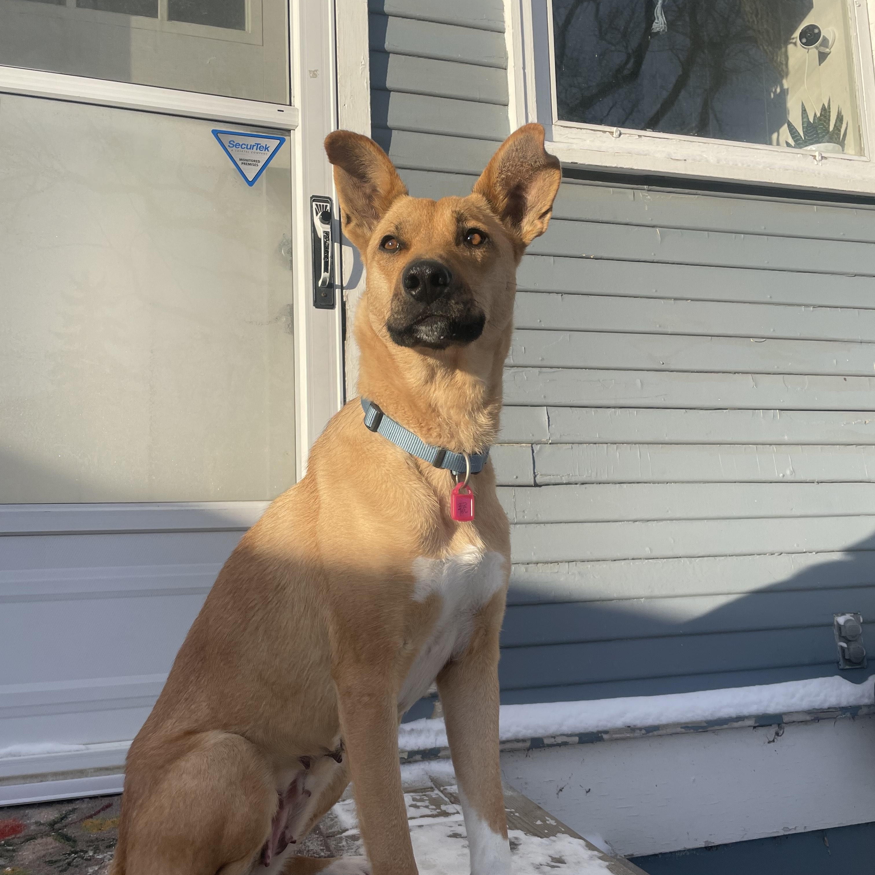 Enlarge Raisin, an adopted Mixed Breed in Saskatoon, SK image 6/6