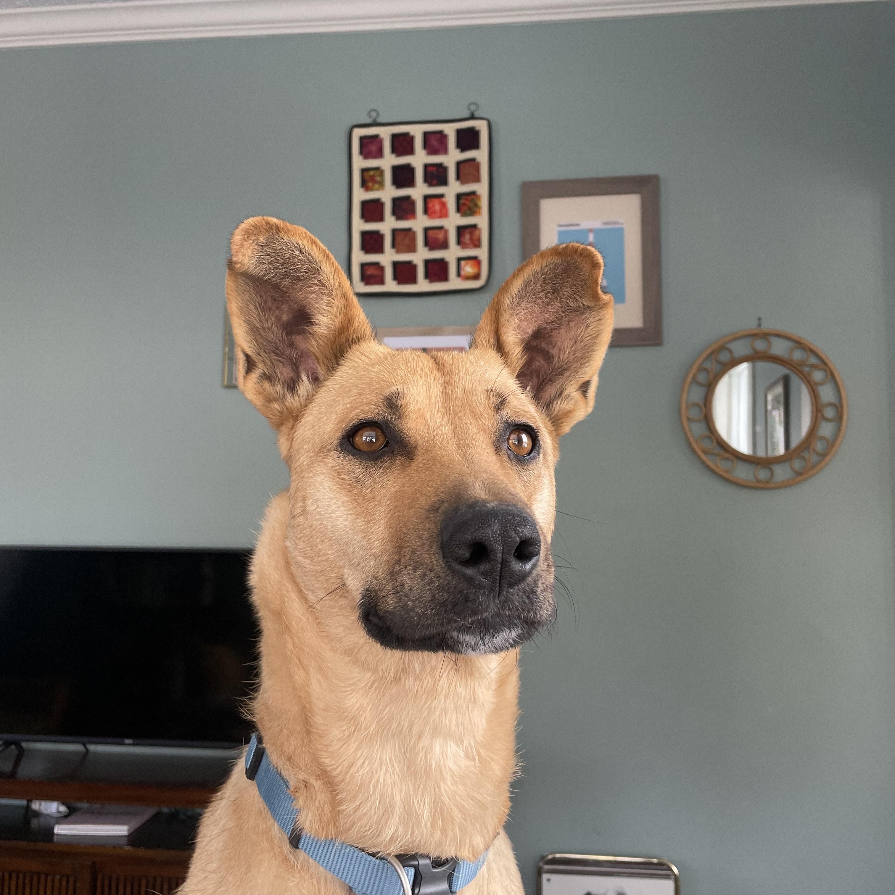 Enlarge Raisin, an adopted Mixed Breed in Saskatoon, SK image 4/6