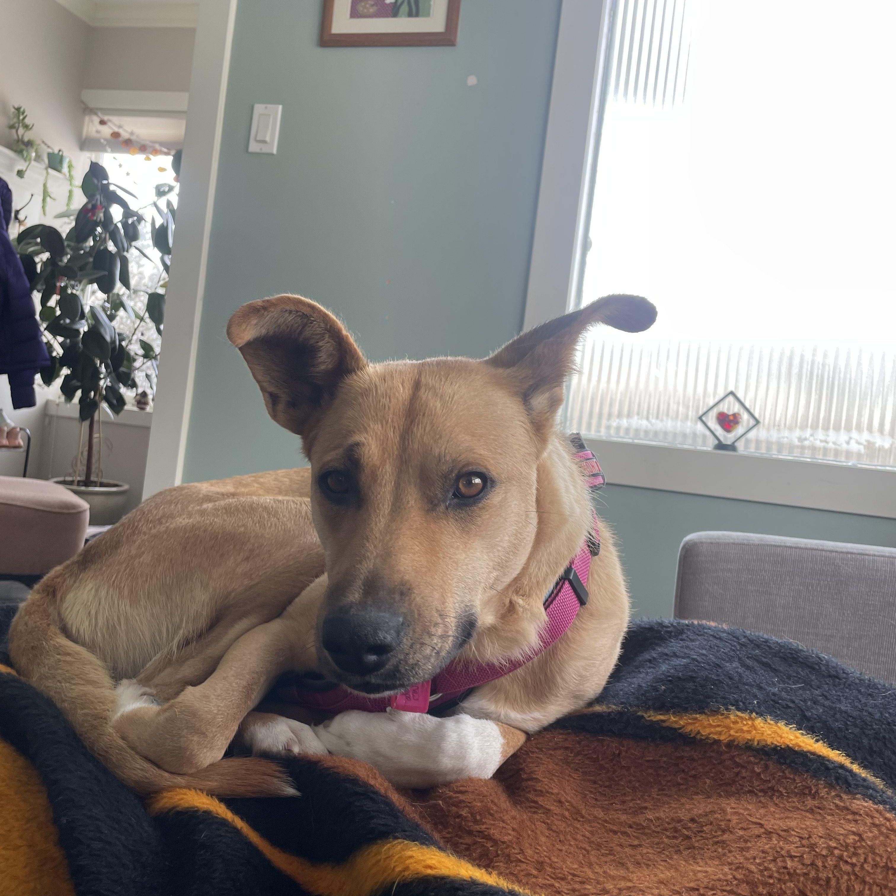 Enlarge Raisin, an adopted Mixed Breed in Saskatoon, SK image 3/6