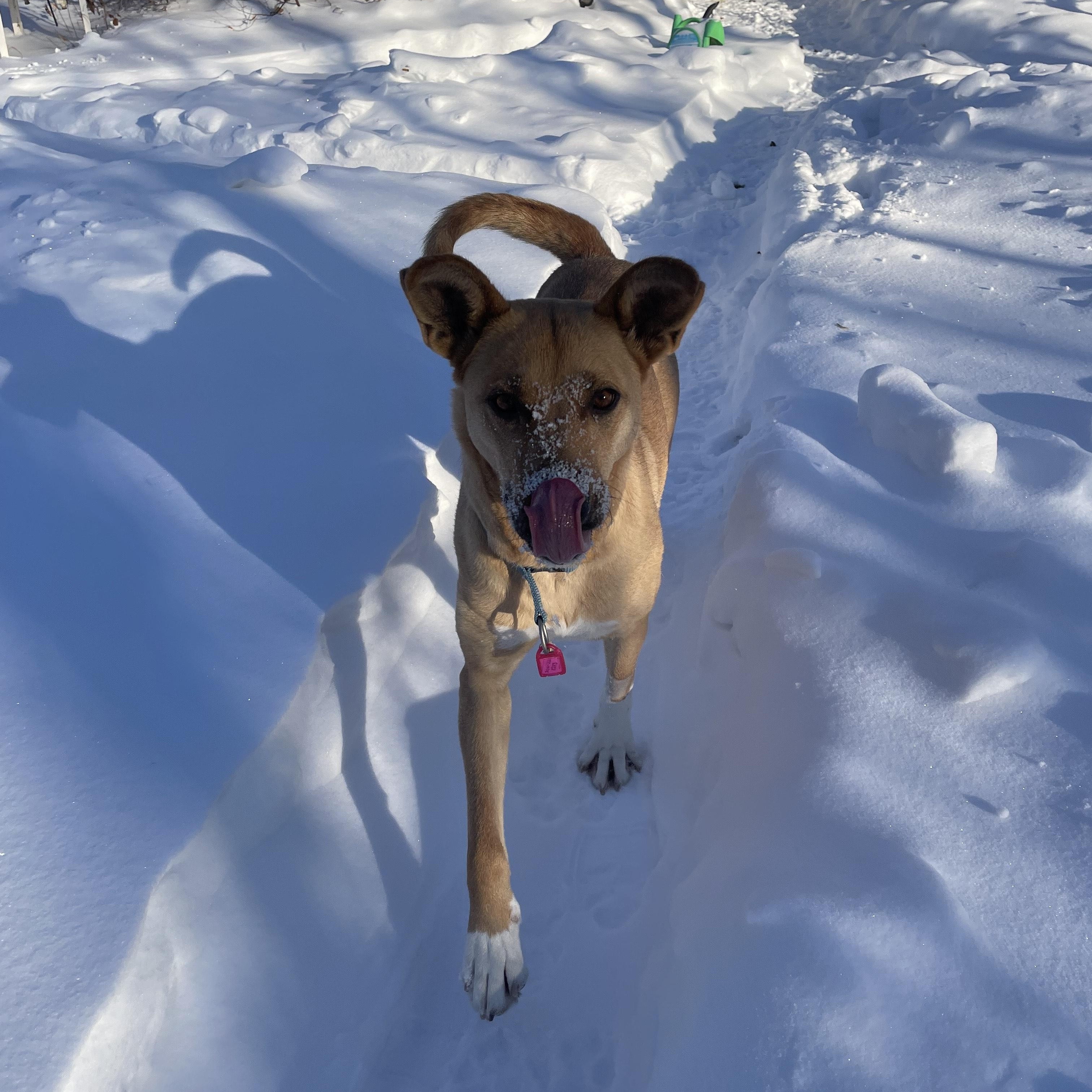 Enlarge Raisin, an adopted Mixed Breed in Saskatoon, SK image 1/6
