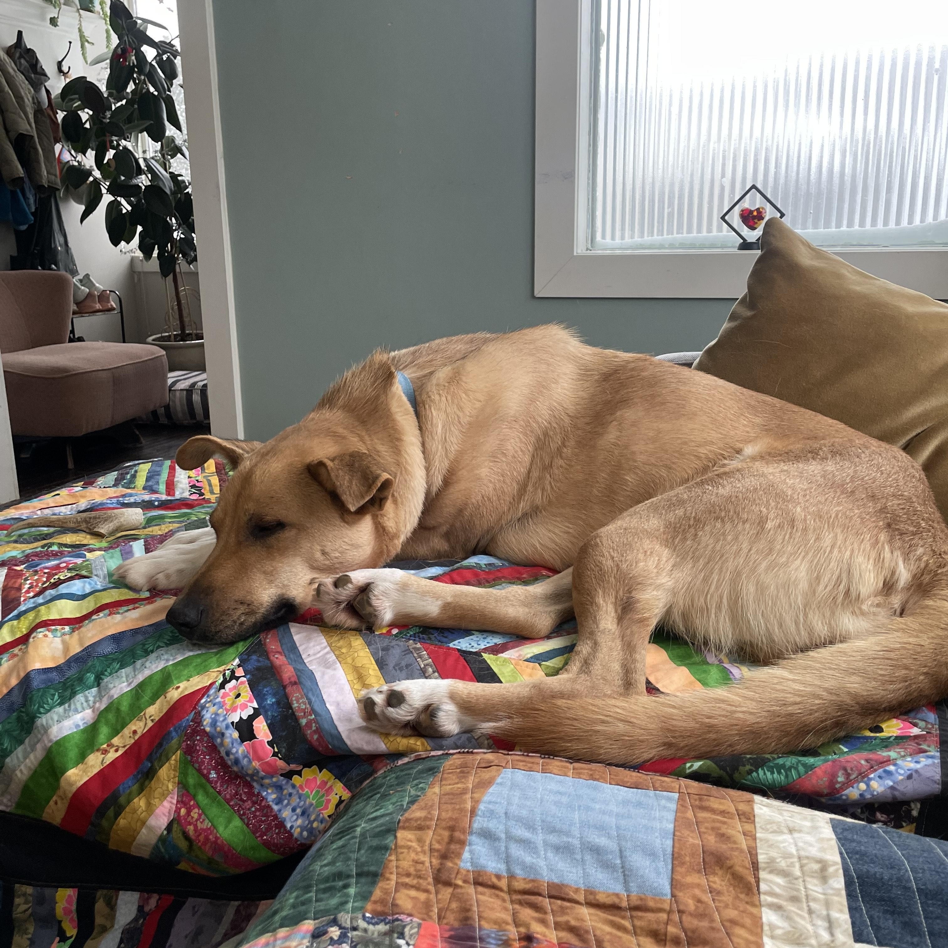 Enlarge Raisin, an adopted Mixed Breed in Saskatoon, SK image 2/6