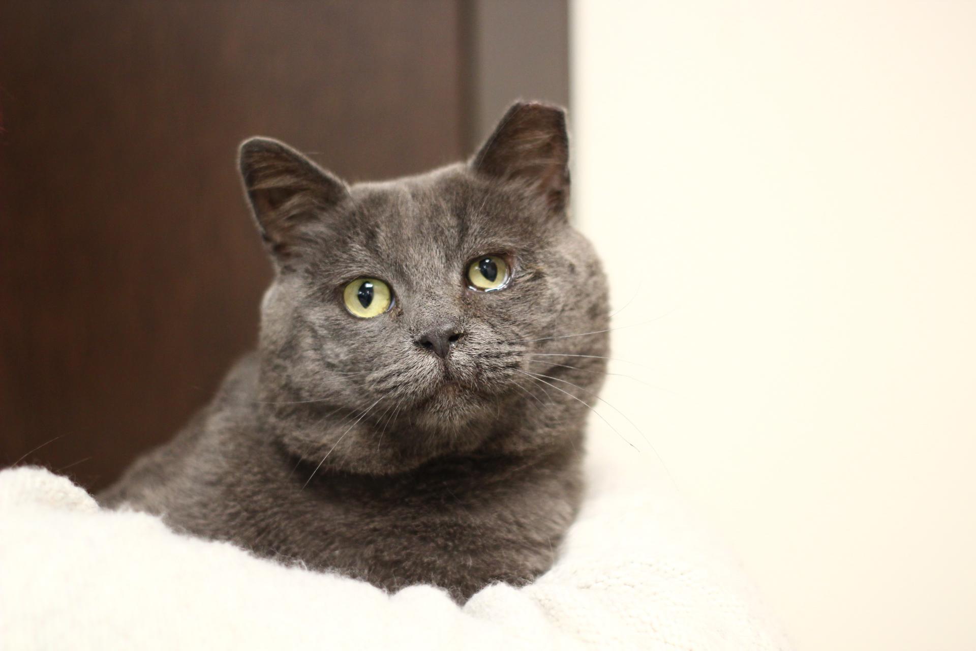 Goose, Adoptable, Young Male Domestic Short Hair.